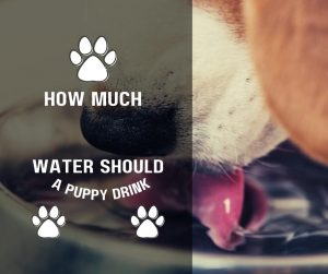 How Much Water Should A Puppy Drink