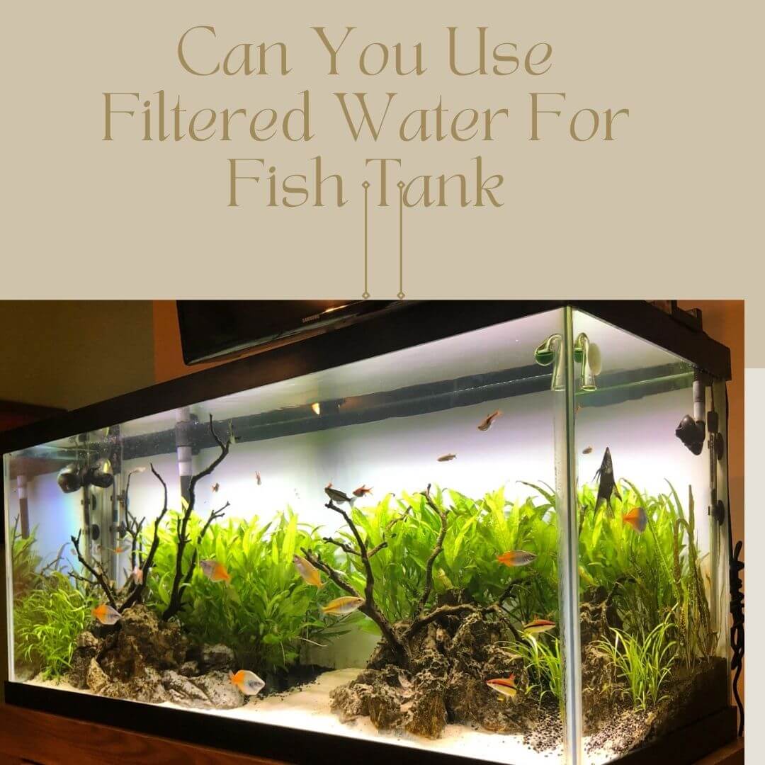 Can You Use Filtered Water For Fish Tank? Dos & Don’ts - Watery Filters